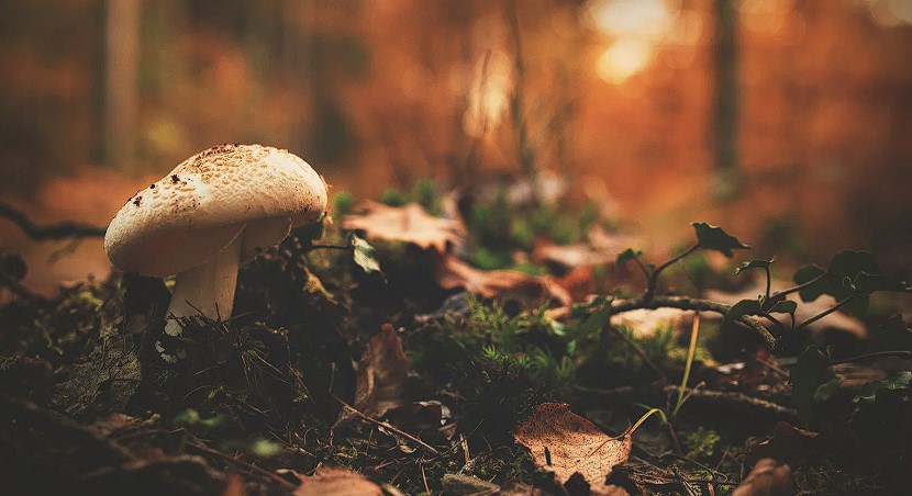 Are There Any Side Effects to Mushroom Supplements?