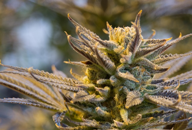 THCA Flower Reviews: Exploring the Chemical Properties of Cannabis